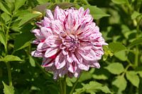 dahlia