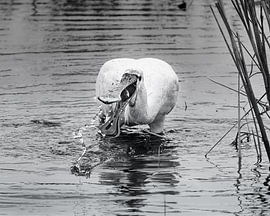 Der Löffler mit dem kleinen Fischlein von Detlef Schöler Fotografie