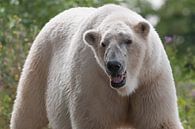 Polar bear : Blijdorp Zoo by Loek Lobel thumbnail