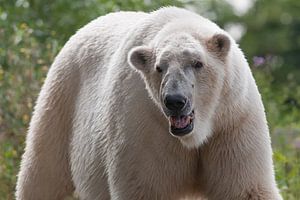 Ours polaire : Zoo de Blijdorp