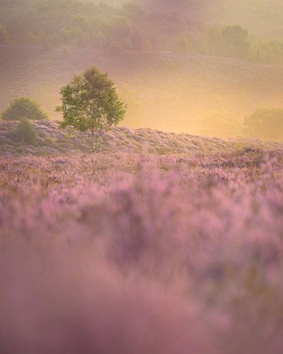 The lone birch by John Goossens Photography