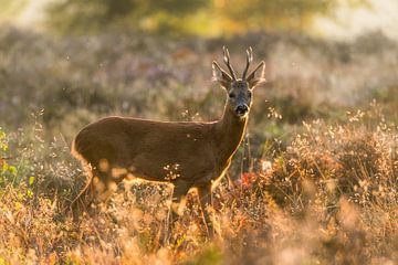 Roe deer, van Stijn Smits