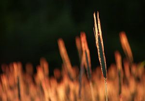 Felder aus Gold (Glühlampenhelme)