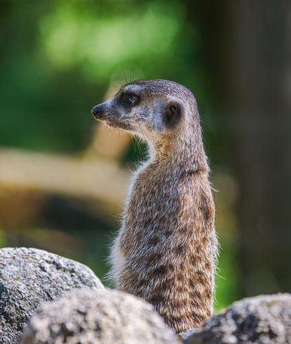 Suricate vigilant sur un rocher