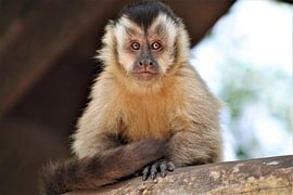 Affe ist nett und leise zu beobachten von Christiaan Van Den Berg