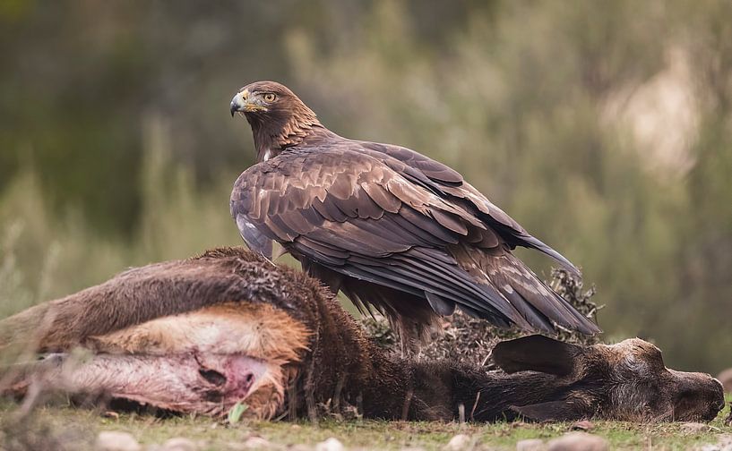 Steenarend by Pascal De Munck