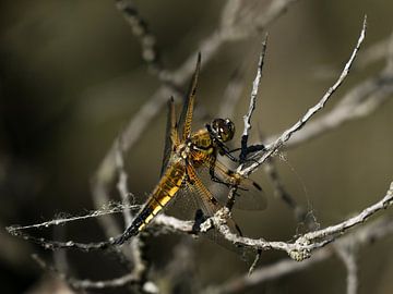 Dragonfly by Carla van Zomeren