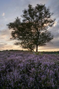Berk op bloeiende heide van Cor de Hamer