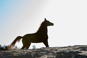 Arabier op zandvlakte