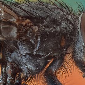 Fly 1(extreme macro) by Maurice Jonas