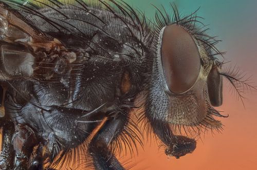 Fly 1(extreme macro)