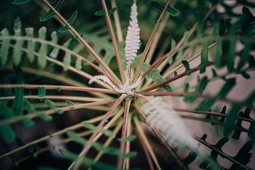 Close-up botanische plant van Sabine Keijzer