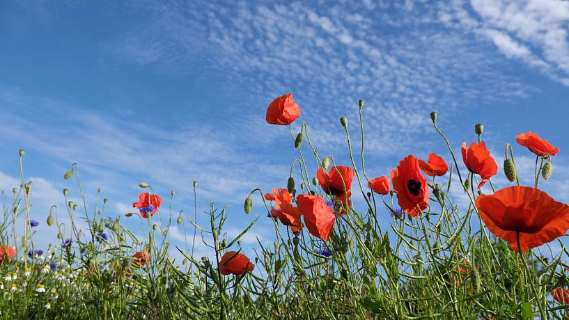 Summertime by Ostsee Bilder