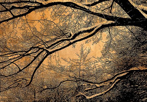 Dans la forêt des sorcières