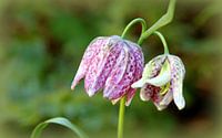 Kievitsbloemen