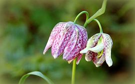 Kievitsbloemen by Marijke van Noort
