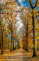 Herfstlaan