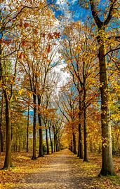 Herfstlaan by Freek van Oord