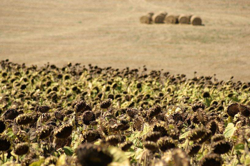 Toscane - Zonnebloemen en hooibalen van Jeroen van Deel