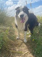 BorderCollie between beach and dune