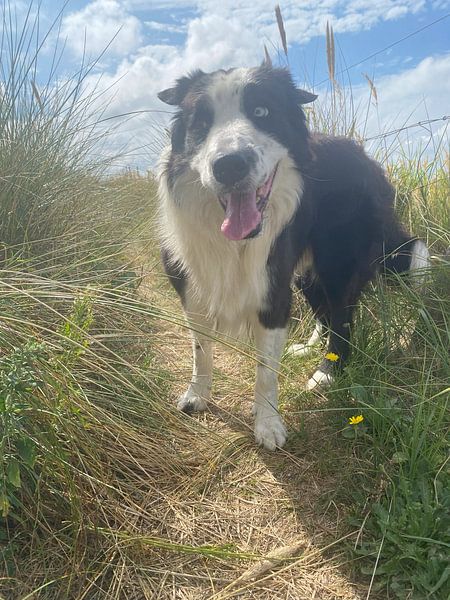 BorderCollie between beach and dune by Anna Meinen