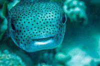 Pufferfish, Red Sea, Egypte