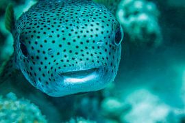 Der Kugelfisch, Roten Meeres, Ägyptens von Travel Tips and Stories