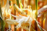Corn flowers visited by birds and insects