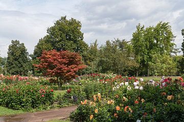 Höhenpark Killesberg van Richard Wareham