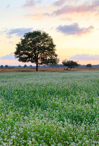 Zonsondergang Dwingelderveld - Drenthe (Nederland) van Marcel Kerdijk