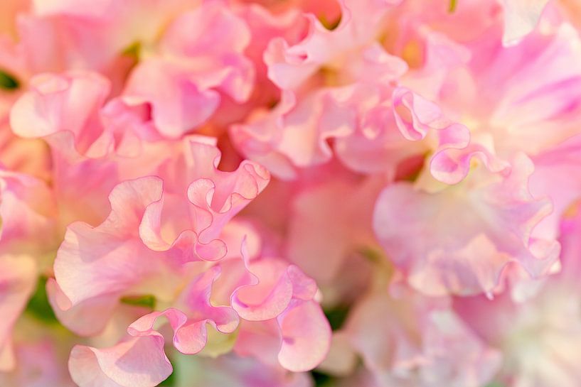 Lathyrus par Martien Janssen