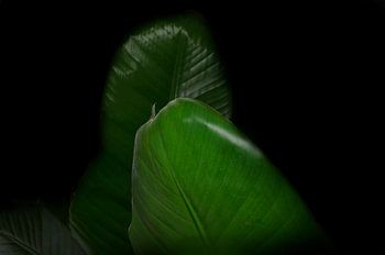 strelitzia nicolai en gros plan