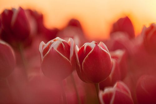 Zusammen mit seinen beiden
