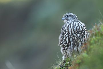 Jonge valk (Falco rusticolus) IJsland van Frank Fichtmüller