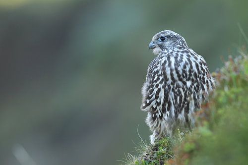 jeune faucon gerfaut (Falco rusticolus) Iceland
