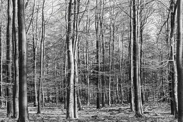 Een beukenbos in de winter in zwart-wit van whmpictures .com