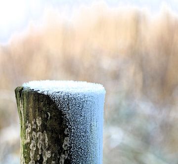 Pole in the snow