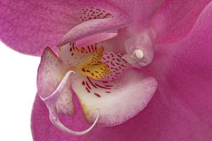 Coeur d'orchidée sur Tanja van Beuningen