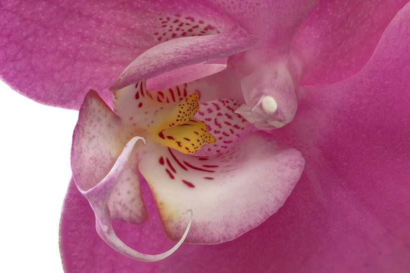 Coeur d'orchidée par Tanja van Beuningen