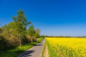 Rape field and cycle path with trees near Parkentin by Rico Ködder