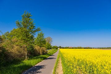 Rapsfeld und Radweg mit Bäumen bei Parkentin von Rico Ködder