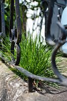 Just a bit of grass