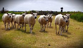 Texelse scapen by Hugo Kuijper