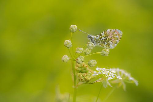 Born with wings: oranjetipje