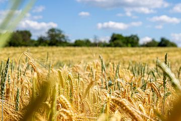 Grain field with sky by Thomas Heitz