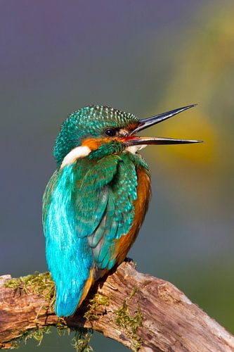 Mitteleuropäischer Eisvogel (Alcedo atthis)