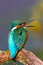Kingfisher centrale européenne van Ursula Di Chito thumbnail