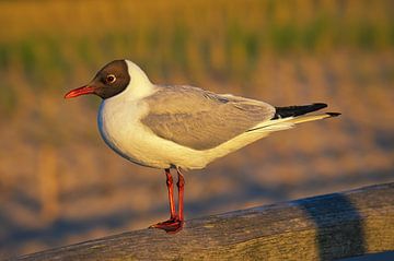 Möwen auf einer Buhne an der Ostsee. von Martin Köbsch