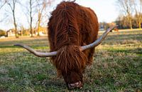Magnifique Highlander écossais aux grandes cornes broutant dans un pré