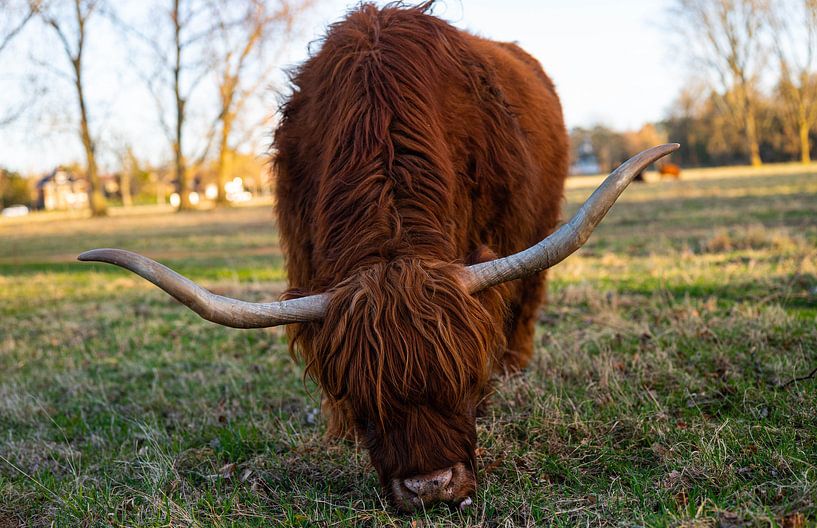 Prachtige Schotse hooglander met grote hoorns grazend in een weiland van JGL Market